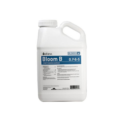 Athena - Bloom B