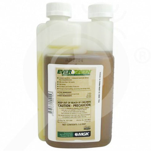 MKG - Evergreen Pyrethrum